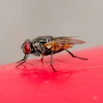 tue mouche efficace maison — Tue-mouche efficace maison