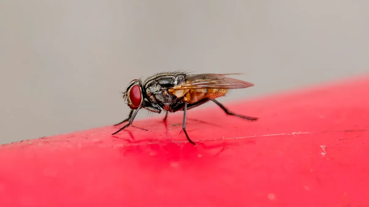tue mouche efficace maison — Tue-mouche efficace maison